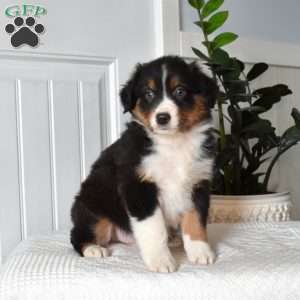 Hunter, Australian Shepherd Puppy