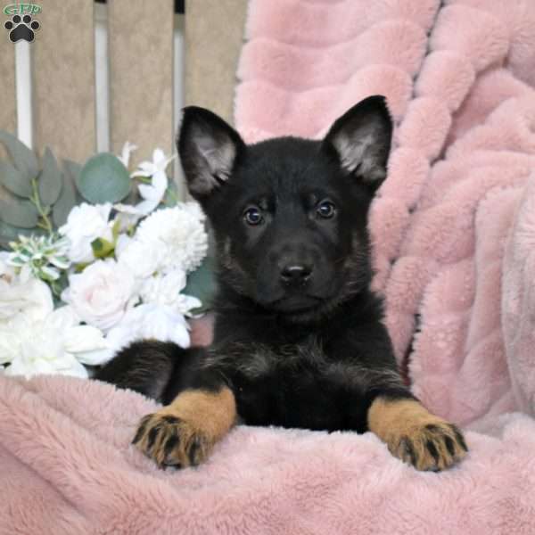 Hunter, German Shepherd Puppy