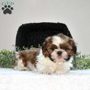 Hunter, Shih Tzu Puppy