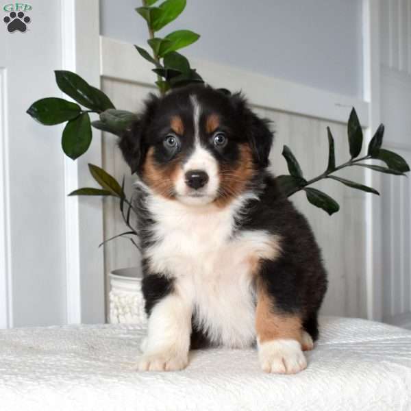 Hunter, Australian Shepherd Puppy