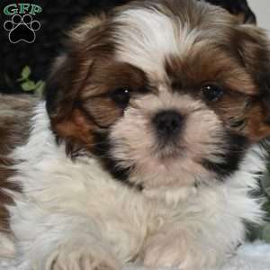 Hunter, Shih Tzu Puppy