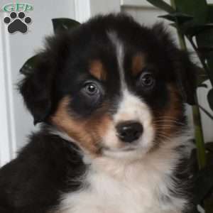 Hunter, Australian Shepherd Puppy