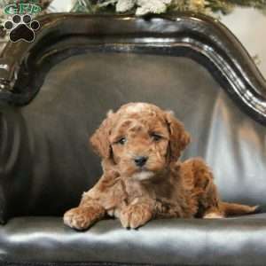 Hunter, Mini Goldendoodle Puppy