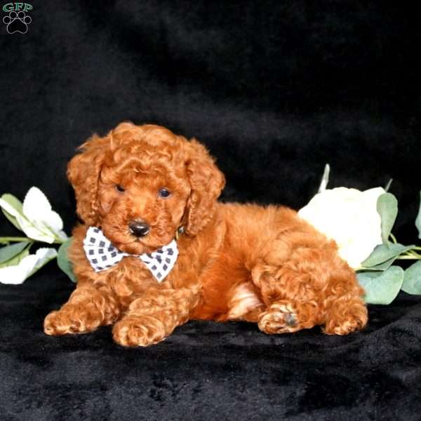 Hunter, Miniature Poodle Puppy