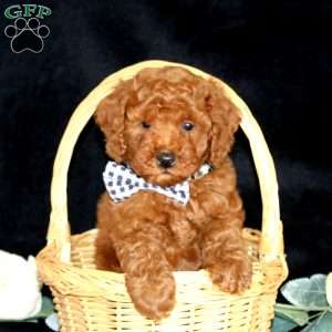 Hunter, Miniature Poodle Puppy