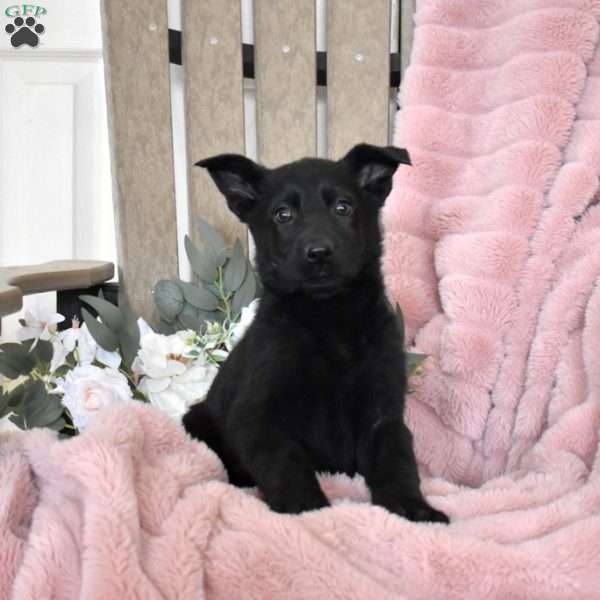 Hurricane, German Shepherd Puppy