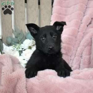 Hurricane, German Shepherd Puppy