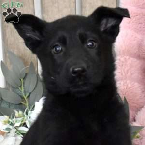 Hurricane, German Shepherd Puppy