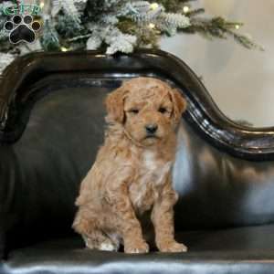 Huxley, Mini Goldendoodle Puppy