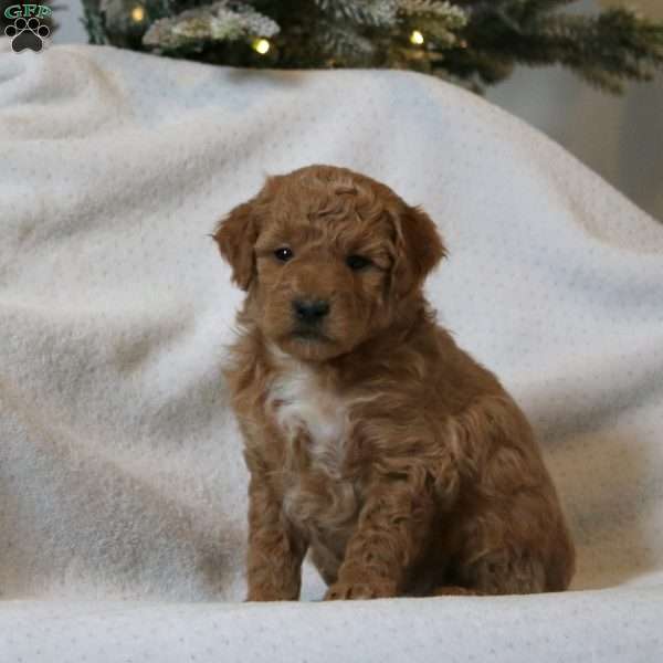 Huxley, Mini Goldendoodle Puppy