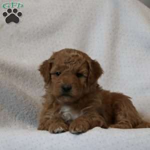 Huxley, Mini Goldendoodle Puppy