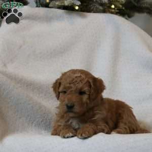 Huxley, Mini Goldendoodle Puppy