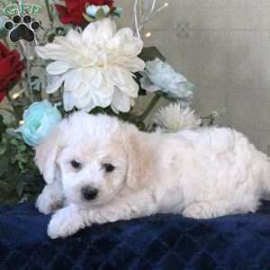 Hyacinth, Bichon Frise Puppy