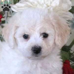 Hyacinth, Bichon Frise Puppy