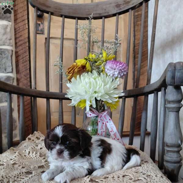 Derek, Shih Tzu Puppy