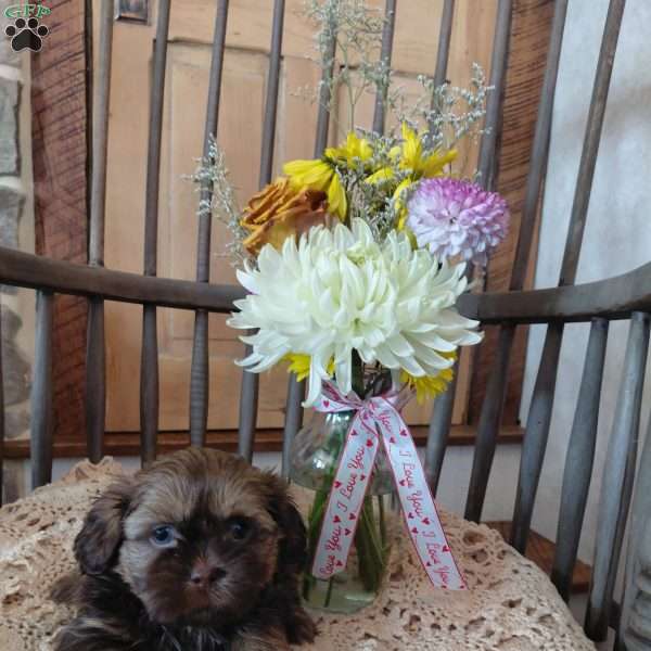 Brownie, Shih Tzu Puppy