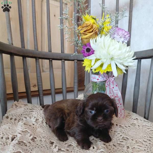 Fudge, Shih Tzu Puppy