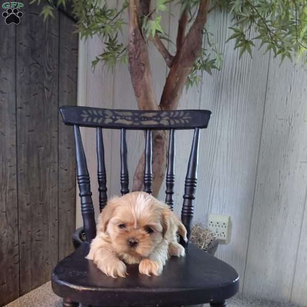 Toast, Shih Tzu Puppy