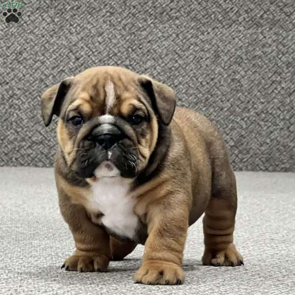 Beau, English Bulldog Mix Puppy