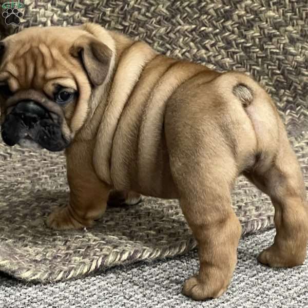 Violet, English Bulldog Mix Puppy