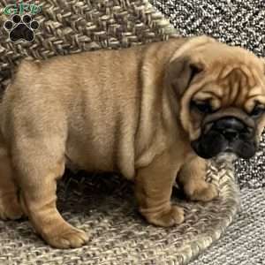 Violet, English Bulldog Mix Puppy
