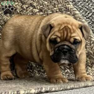 Violet, English Bulldog Mix Puppy