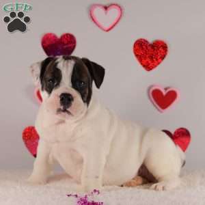Sweetheart, English Bulldog Puppy