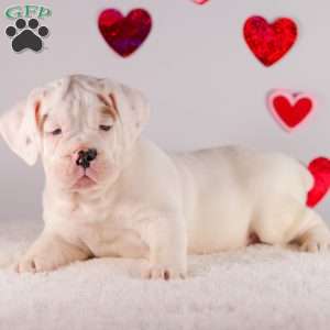 Scout, English Bulldog Puppy