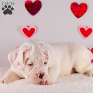 Scout, English Bulldog Puppy