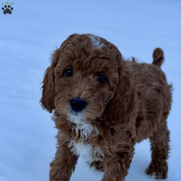 Sprinkles, Mini Goldendoodle Puppy