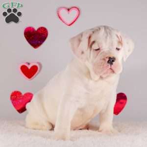 Scout, English Bulldog Puppy