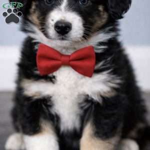 Ruby, Australian Shepherd Puppy