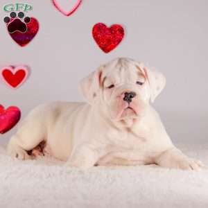 Scout, English Bulldog Puppy