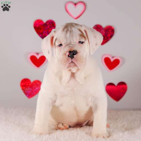 Scout, English Bulldog Puppy