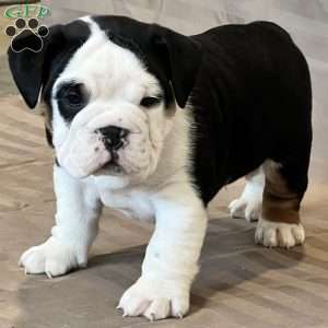 Valentine, English Bulldog Mix Puppy