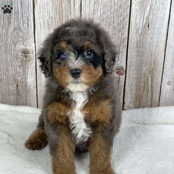 Mocha, Mini Bernedoodle Puppy