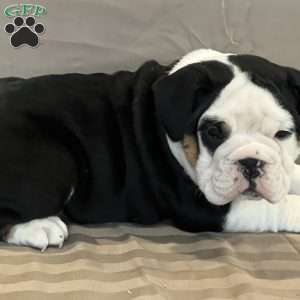 Valentine, English Bulldog Mix Puppy