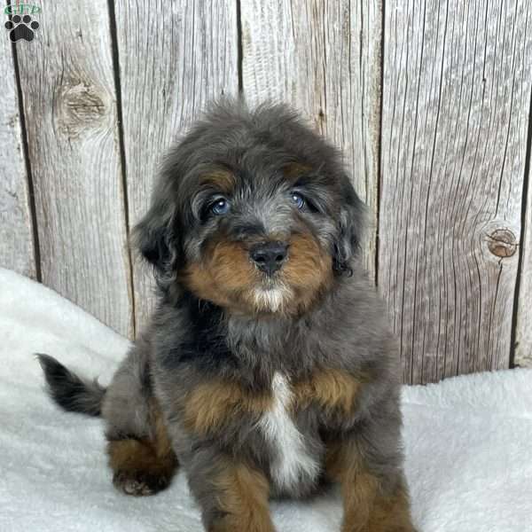 Snickers, Mini Bernedoodle Puppy