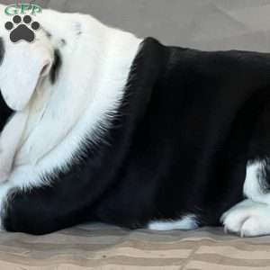 Daisy, English Bulldog Mix Puppy