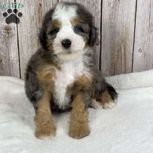 Biscuit, Mini Bernedoodle Puppy