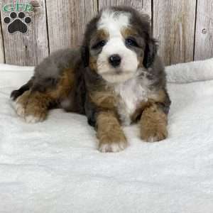 Biscuit, Mini Bernedoodle Puppy