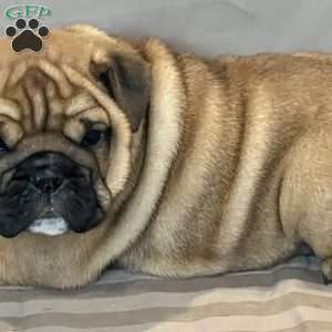 Violet, English Bulldog Mix Puppy