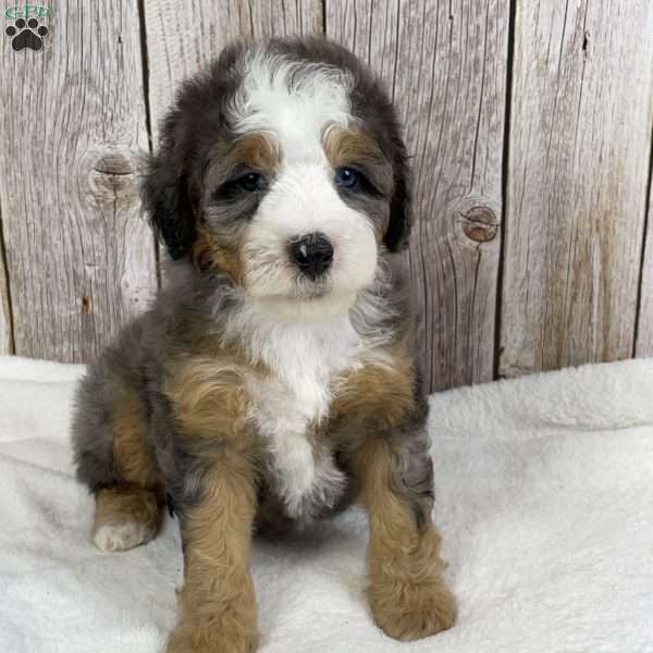 Biscuit, Mini Bernedoodle Puppy