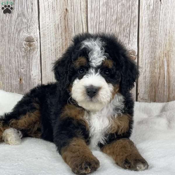 Toffee, Mini Bernedoodle Puppy