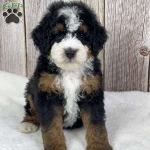 Toffee, Mini Bernedoodle Puppy