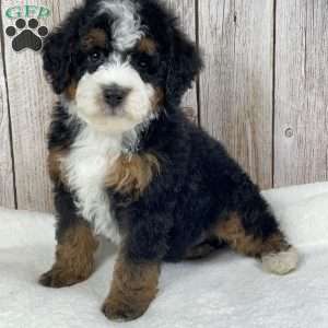 Toffee, Mini Bernedoodle Puppy