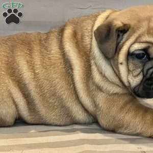 Violet, English Bulldog Mix Puppy