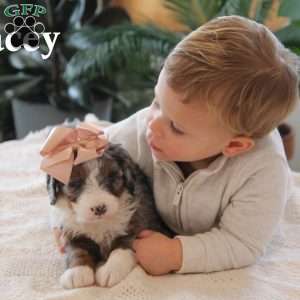 Macey, Mini Bernedoodle Puppy