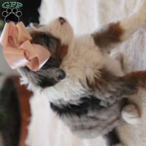 Macey, Mini Bernedoodle Puppy