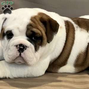 Dandy, English Bulldog Mix Puppy